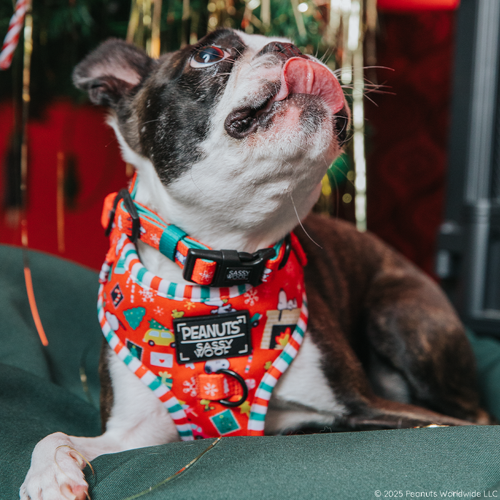 A Boston Terrier sits on a green cushion, looking up with its tongue out while wearing the Sassy Woof Dog Collar Three Piece Bundle – Peanuts™ Beagle Bells. Festive decorations and tinsel in the background make this scene perfect for showcasing adorable holiday dog accessories.