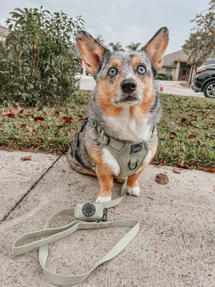 INFLUENCER_CONTENT | @STORMY_CORGI