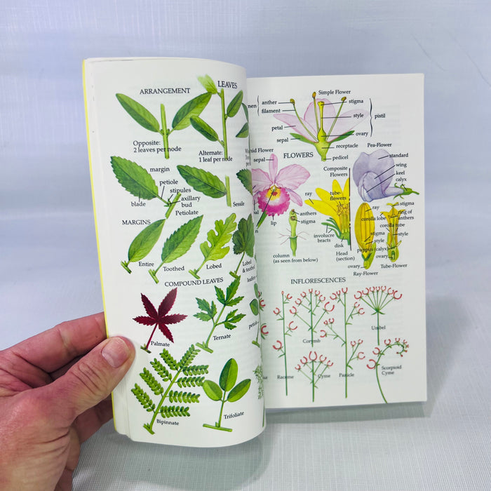 A Guide to Field Identification Wildflowers of North America by Frank Venning illustrated by Manabu C. Saito 1984 Golden Press
