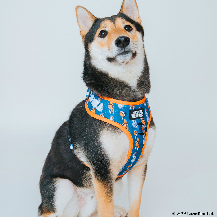 INFLUENCER_CONTENT | @SUNNYTHEAUSSIEDOR | SIZE M
