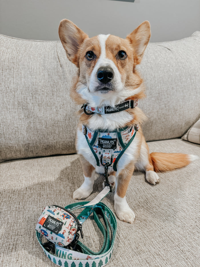 INFLUENCER_CONTENT | @TATERTHECORGI23 | SIZE M