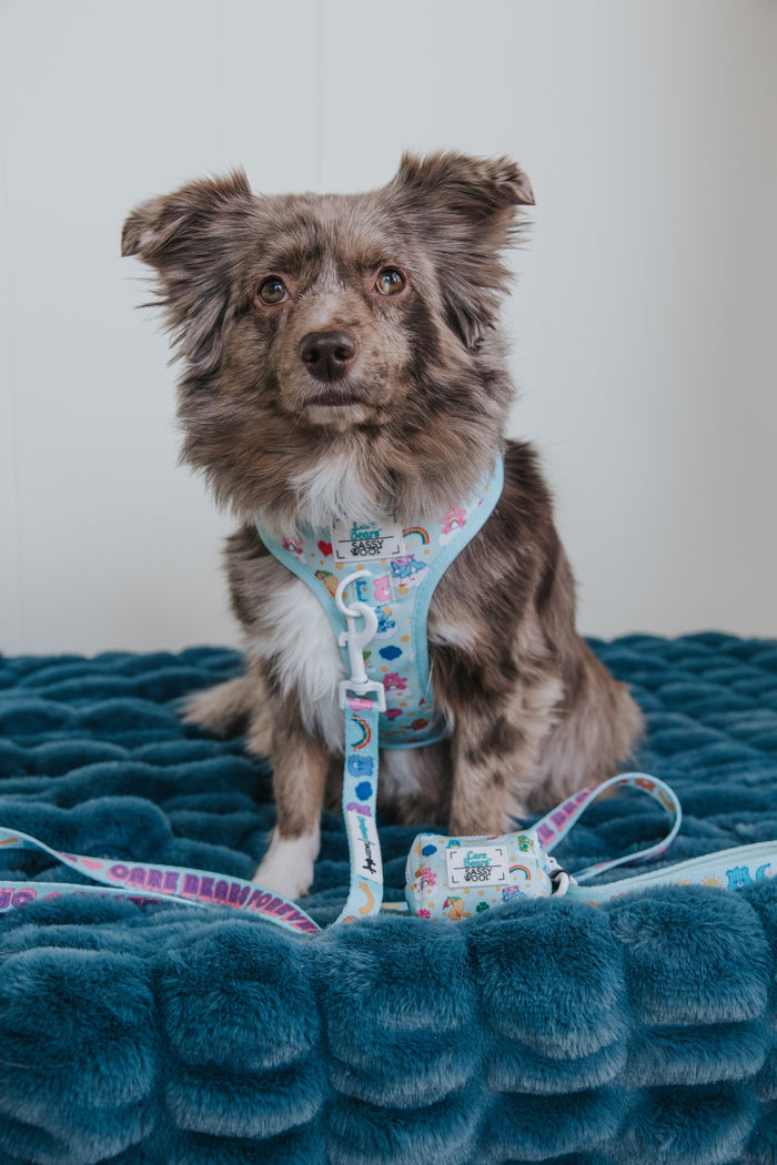 A small, fluffy dog with mottled brown and white fur sits on a dark blue blanket, wearing the Sassy Woof Dog Leash - Care Bears™ Care-a-Lot featuring colorful cartoon characters and a padded neoprene handle.