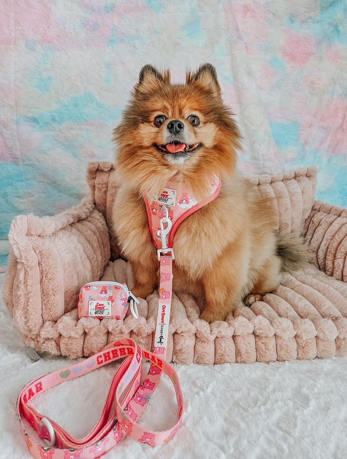 INFLUENCER_CONTENT | @BELLA.BEAR.POM