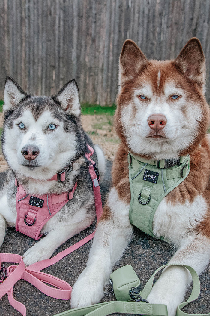 INFLUENCER_CONTENT | @LILLY_CLOVER_HUSKY