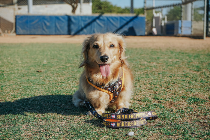 A fluffy, light-brown dog sits on grass with its tongue out, wearing a harness and a Sassy Woof Dog Leash - MLB™ x Peanuts™ San Diego Padres™ at what looks like a baseball field.