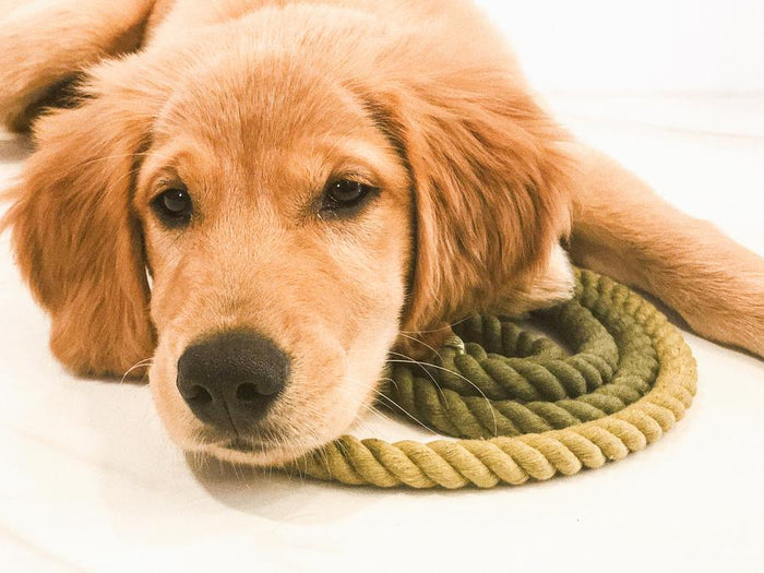 A golden retriever puppy relaxes on the floor with its head resting on the Sassy Woof Dog Rope Leash - Ombre Olive.