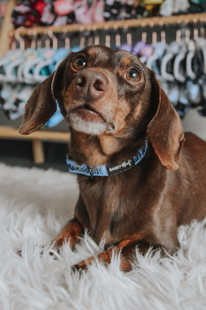 INFLUENCER_CONTENT | @WINSTONTHEDOX | SIZE S