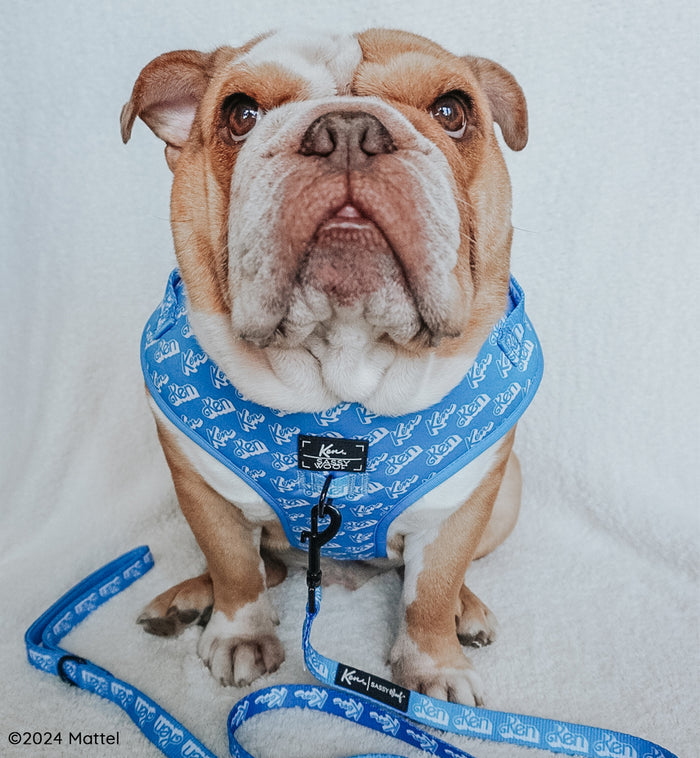 INFLUENCER_CONTENT | @FRANKIE.THE.BULLDAWG | SIZE XXL
