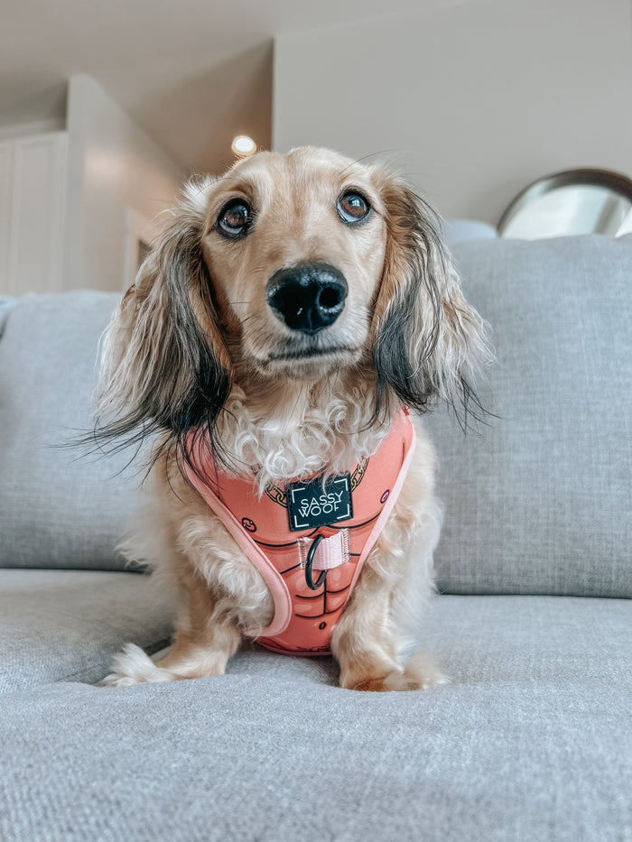 INFLUENCER_CONTENT | @WINSTONTHEWEENIEMAN | SIZE XS