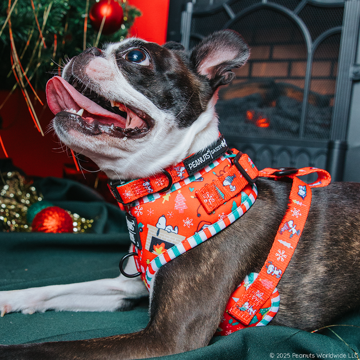 A Boston Terrier in a Sassy Woof Dog Two Piece Bundle - Peanuts™ Beagle Bells harness with festive Snoopy designs lies on a green blanket by a Christmas tree and fireplace, looking up with its mouth open and tongue out.