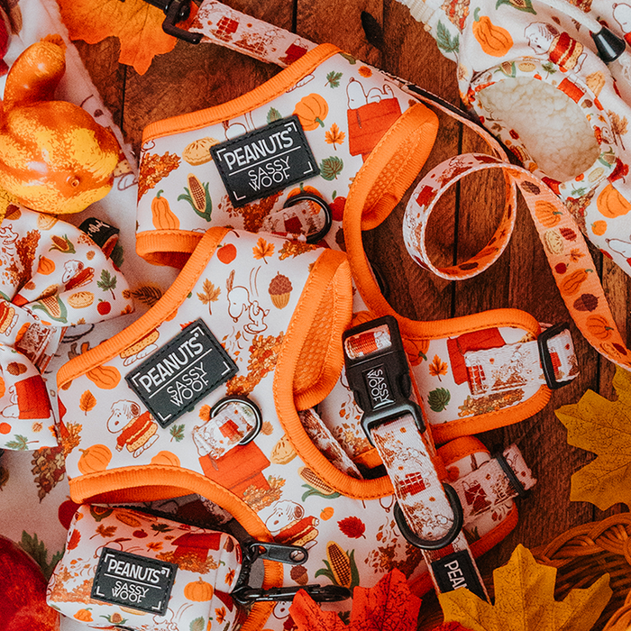 The Sassy Woof Dog Two Piece Bundle - Peanuts™ Harvest harness and leash set sits on a table, ready for your pup’s next walk.
