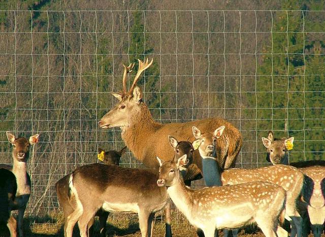 Loomavõrk keevitatud 50m rullis