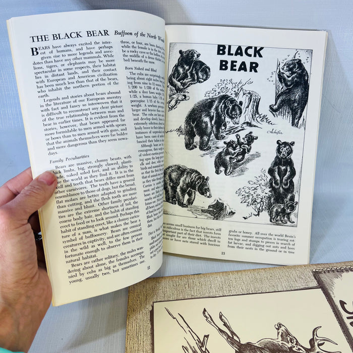 Pair of Michigan Wildlife Sketches Native Mammals of Michigan's Forest Fields & Marshes by G.W. Bradt and Charles Schafer 1971 & 72 Michigan Dept. of Conservation